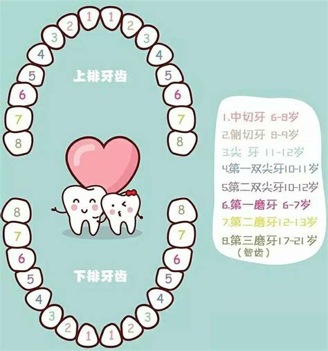 人有多少顆牙齒